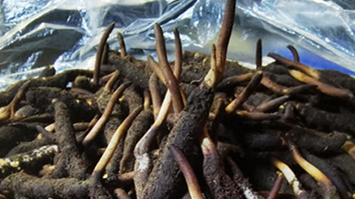 冬蟲夏草鮮草能不能泡酒？科學(xué)解析與實用指南