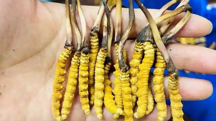 鮮冬蟲夏草出水怎么辦？實用處理指南