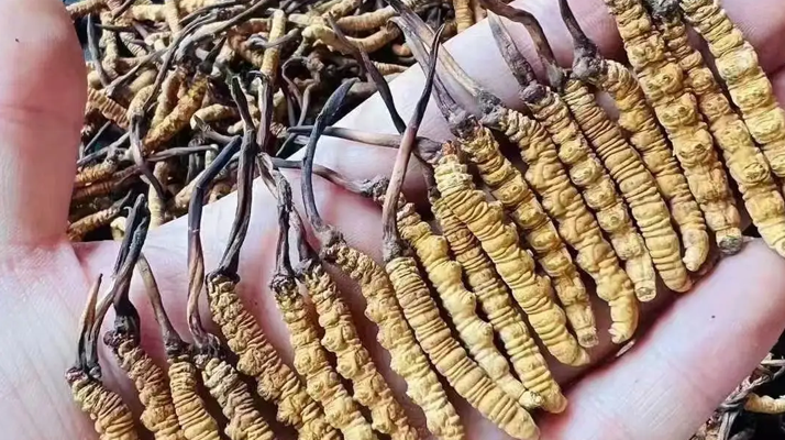 探秘冬蟲(chóng)夏草堡的養(yǎng)生密碼