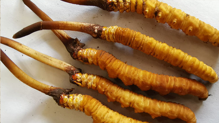 冬蟲(chóng)夏草鮮草價(jià)格多少？揭秘其背后的定價(jià)密碼