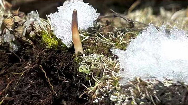 鮮冬蟲夏草燉湯多久能吃？科學燉煮時間全解析