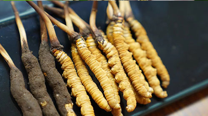 鮮冬蟲夏草什么季節(jié)最好？滋補時機大揭秘