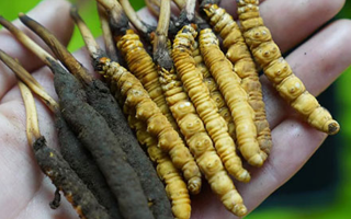鮮冬蟲(chóng)夏草如何打粉末保存？實(shí)用指南來(lái)了