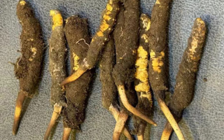 野生冬蟲夏草一斤多少錢？多維度價格解析
