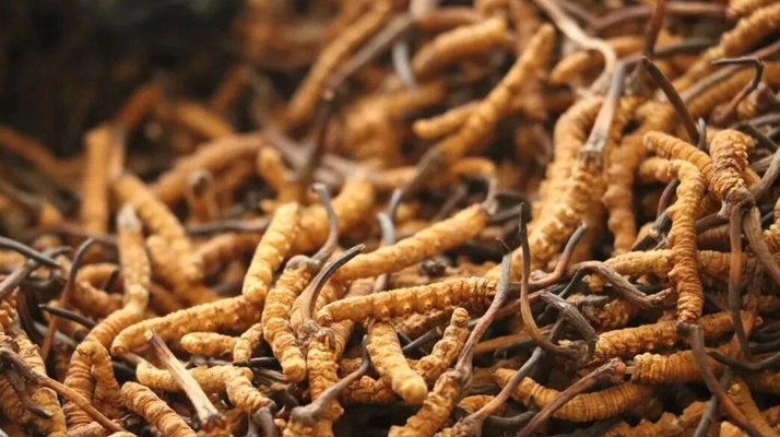 正宗冬蟲(chóng)夏草一斤多少錢(qián)？?jī)r(jià)格背后的市場(chǎng)真相與選購(gòu)指南?