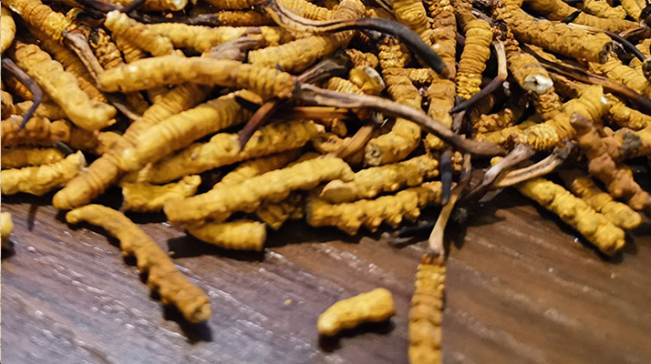 斷的冬蟲夏草有效果嗎？一文揭開真相