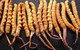 干冬蟲夏草多少錢一斤？一文解析其價格密碼