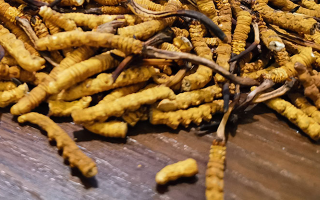 斷的冬蟲夏草有效果嗎？一文揭開真相