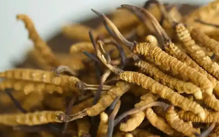 冬蟲夏草特級多少錢一克？多因素交織下的價格探秘