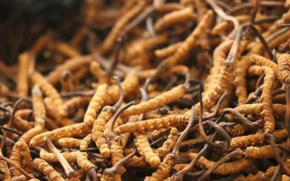冬蟲夏草有什么好處？解密天然滋補(bǔ)品的多重健康價值