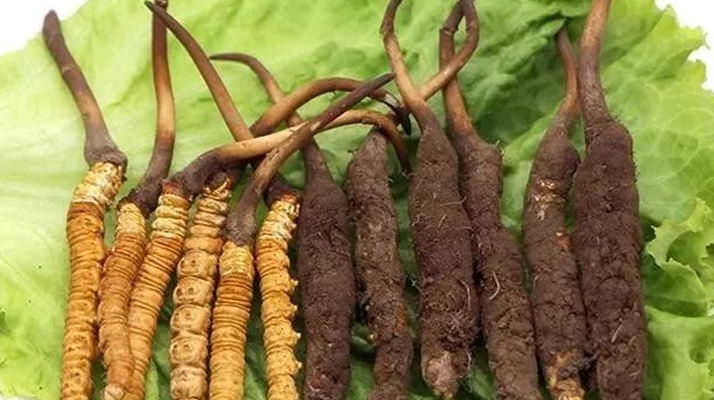 吃新鮮冬蟲夏草后拉肚子？原因與應(yīng)對方法解析