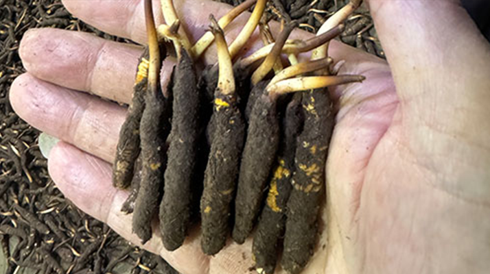 冬蟲(chóng)夏草干草真假辨別實(shí)用指南