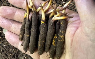 冬蟲(chóng)夏草干草真假辨別實(shí)用指南