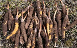 一根鮮冬蟲夏草多少克？多因素決定重量差異