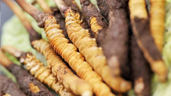 水煮<a href=http://m.shjiuxinzc.com/xinxian/ target=_blank class=infotextkey>鮮冬蟲夏草</a>的最佳方法:鎖住營養(yǎng)的科學(xué)烹煮指南