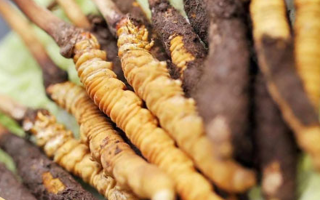 水煮鮮冬蟲夏草的最佳方法：鎖住營養(yǎng)的科學(xué)烹煮指南