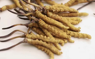 賣冬蟲(chóng)夏草的地方哪里有？全面解析購(gòu)買渠道與選購(gòu)策略