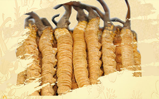 冬蟲(chóng)夏草藥用價(jià)值很高嗎