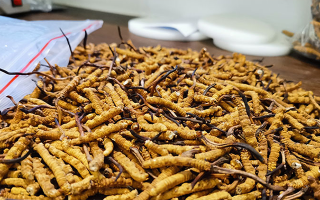 冬蟲夏草：泡水喝還是煮一下？兩種食用方式的全面對比