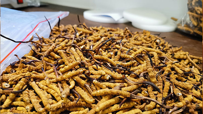 喝<a href=http://m.shjiuxinzc.com/yangsheng/ target=_blank class=infotextkey>冬蟲夏草的作用</a>與功效