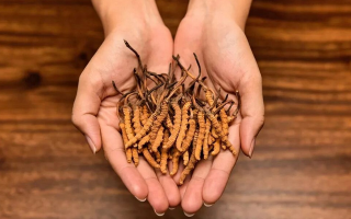 比較好的冬蟲夏草市場價(jià)