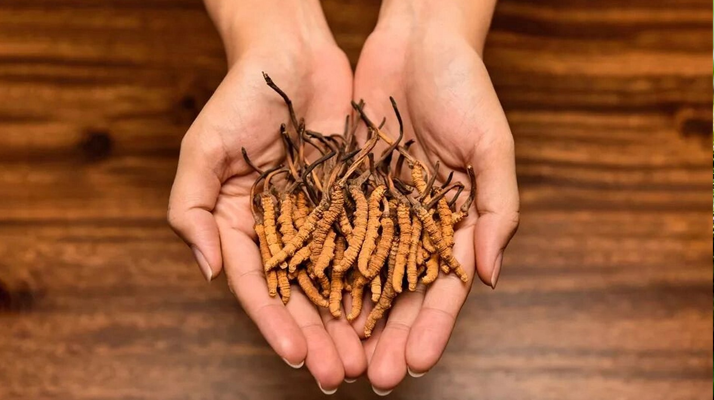 正宗新鮮<a href=http://m.shjiuxinzc.com/jiage/ target=_blank class=infotextkey>冬蟲夏草價格</a>解析