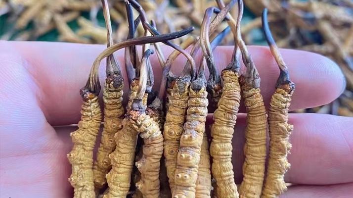 那曲冬蟲夏草泡水量多少合適？品質(zhì)適配的科學泡制指南