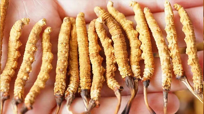 長時間喝冬蟲夏草好嗎？科學(xué)視角下的利弊與飲用指南