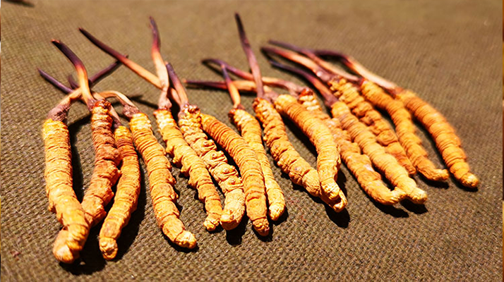 抖音上的冬蟲夏草能買嗎？謹(jǐn)慎抉擇，理性消費(fèi)