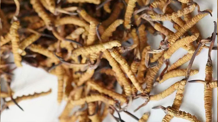 冬蟲夏草一斤多少元一根？多因素交織下的價(jià)格探秘