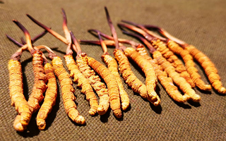 抖音上的冬蟲夏草能買嗎？謹(jǐn)慎抉擇，理性消費(fèi)