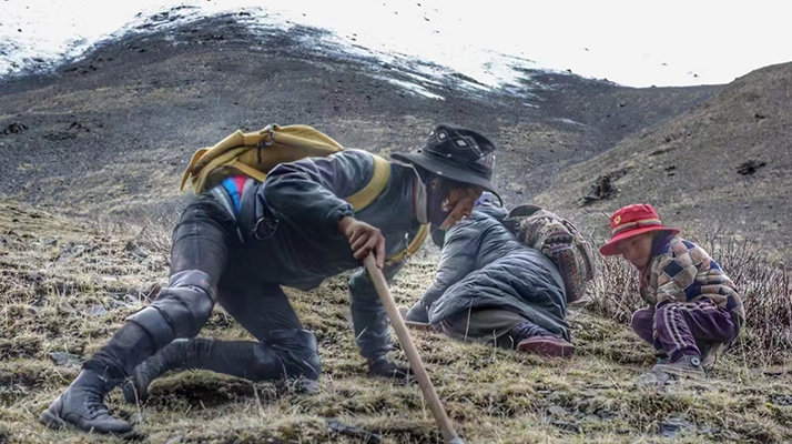 野生冬蟲夏草產(chǎn)地在哪里？核心產(chǎn)區(qū)與品質(zhì)特點(diǎn)解析