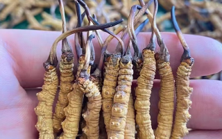 冬蟲夏草怎么辨別真假？6 個實用鑒別方法