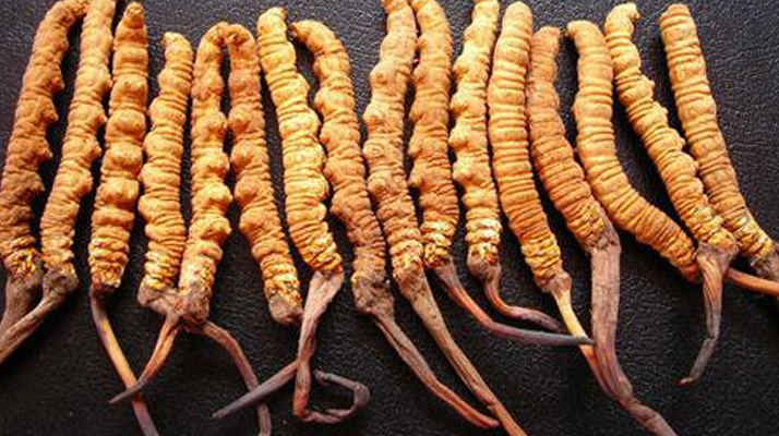 冬蟲夏草真假難辨？從味道入手，掌握實(shí)用鑒別法