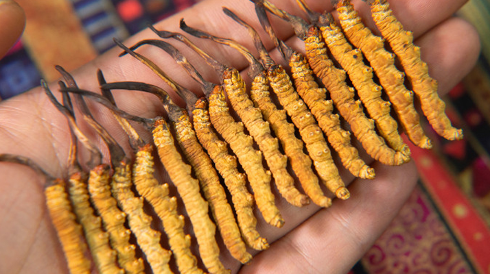 早期冬蟲夏草怎么吃最好？解鎖營養(yǎng)最大化的食用方式