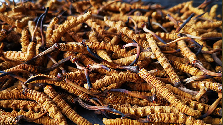 一根冬蟲夏草大概多少錢？?jī)r(jià)格背后的秘密