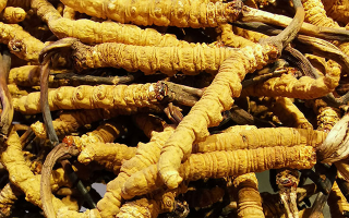 新鮮冬蟲夏草一克多少錢？?jī)r(jià)格影響因素全解析