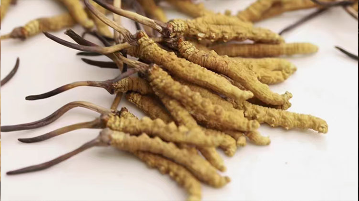 冬蟲夏草的正確儲存方式，守護珍貴滋補品的價值