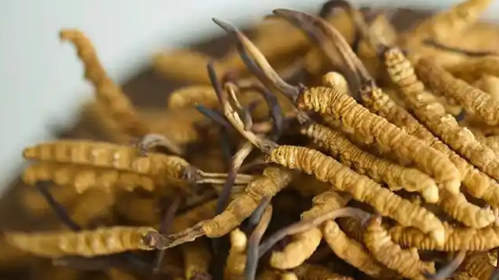 解密 “大個頭” 冬蟲夏草：何為優(yōu)質(zhì)大蟲草，價值何在？