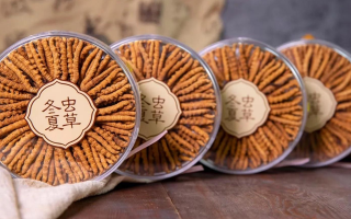 新鮮冬蟲夏草如何做酒？解鎖鮮蟲草泡酒的科學(xué)方法