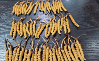 野生冬蟲夏草泡酒比例詳解：掌握黃金配比，泡出滋補(bǔ)好酒