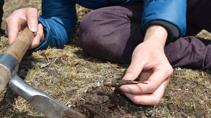 冬蟲夏草什么節(jié)氣采收好