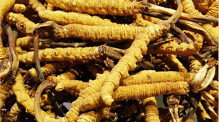 2025冬蟲(chóng)夏草行情走勢(shì)圖解析：采挖季左右波動(dòng)，下半年趨穩(wěn)