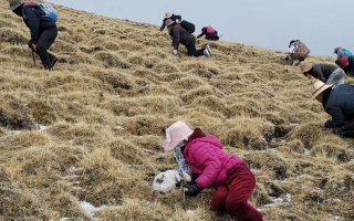 冬蟲夏草采挖看月份！4-7月各產(chǎn)區(qū)差異大，5-6月是“黃金窗口”