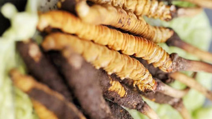 鮮冬蟲夏草泡酒能喝嗎？ 