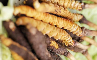 鮮冬蟲夏草泡酒能喝嗎？掌握這些要點(diǎn)安全又滋補(bǔ)