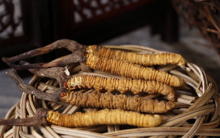 如何區(qū)別冬蟲夏草的好壞？5 大維度鑒別優(yōu)質(zhì)蟲草