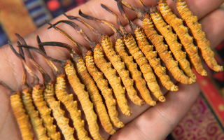 冬蟲夏草怎么辨別真假？4 大維度 + 避坑指南