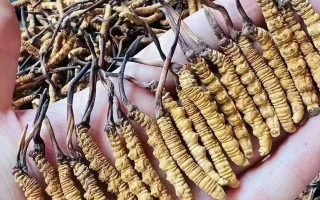 冬蟲夏草治什么病最好用？科學(xué)解讀其輔助調(diào)理作用