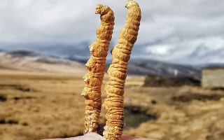 一根冬蟲夏草多少錢？2025 年價格拆解與選購指南